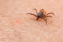 Los veterinarios alertan: el origen de las enfermedades infecciosas en humanos (65 caracteres)