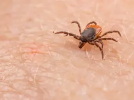 Los veterinarios alertan: el origen de las enfermedades infecciosas en humanos (65 caracteres)