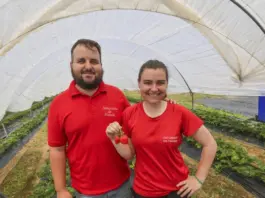 Cómo Asturiana de Fresas triunfa con fresa ecológica y tecnología