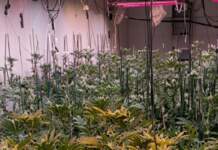 Descubren gran plantación de marihuana en un polígono de Barcelona