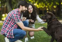 Dia Mundial Zoonosis: proteger la salud pública contra enfermedades animales-personas