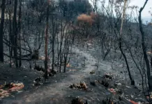 Prevención de incendios forestales: tecnología y vigilancia para el invierno.