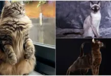 «Descubre las razas de gato más saludables y resistentes»