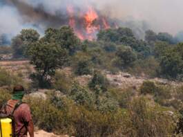 «26.000 hectáreas arrasadas en España: incendios en Guadalajara y evacuaciones en Teruel y Segovia»