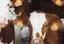 Novedades en Medicamentos Veterinarios. Abril-Junio 2026