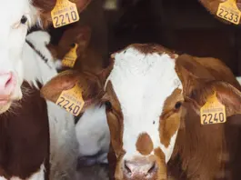 Novedades en Medicamentos Veterinarios. Abril-Junio 2026