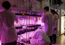 Descubren planta revolucionaria para tecnología del futuro