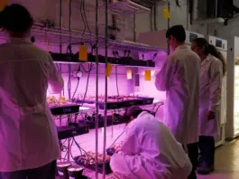 Descubren planta revolucionaria para tecnología del futuro