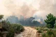 Impacto de incendios en salud: alerta de Medicina Familiar