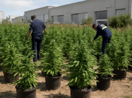 Descubren gran plantación de marihuana en un polígono de Barcelona