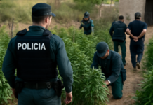 Desarticulan red de cultivo de marihuana en Águilas: seis detenidos