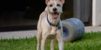 Bienestar de los animales y multas por dejarlo solo image
