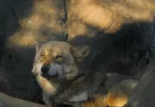 Perro lobo americano qué debes saber hoy Perro lobo americano qué debes saber hoy image