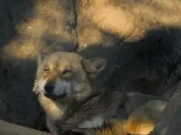 Perro lobo americano qué saber antes de tener uno Perro lobo americano qué saber antes de tener uno image