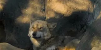 Perro lobo americano qué saber antes de tener uno image