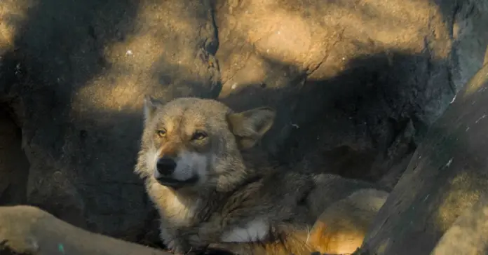 Perro lobo americano qué debes saber hoy image