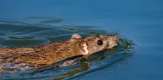 Las ratas pueden nadar y llegar muy lejos image