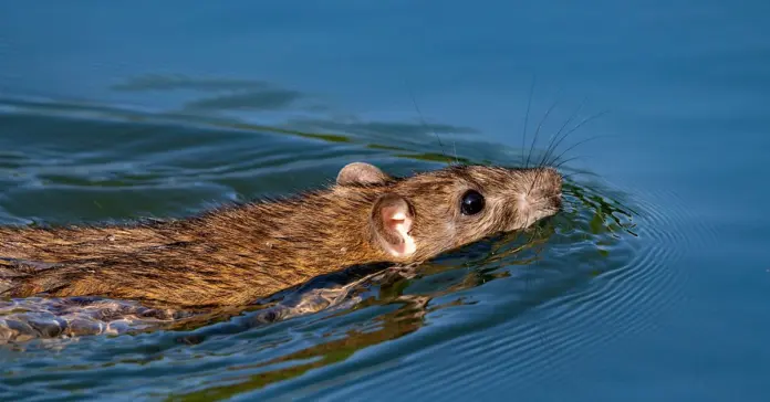 Las ratas pueden nadar y llegar muy lejos Las ratas pueden nadar y llegar muy lejos image