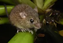 Raton colilargo qué es y por qué preocupa ahora Raton colilargo qué es y por qué preocupa ahora image