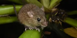 Raton colilargo qué es y por qué preocupa ahora image
