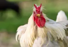 Alerta salmonella salchichas pollo: qué debes saber Alerta salmonella salchichas pollo: qué debes saber image