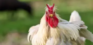 Alerta salmonella salchichas pollo: qué debes saber image
