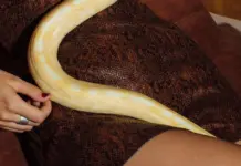 Snake en una cama y el susto que nadie olvida Snake en una cama y el susto que nadie olvida image