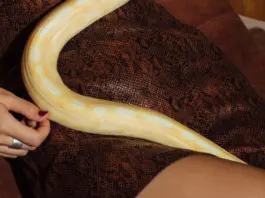 Snake sorprende a una mujer al despertar en su cama image
