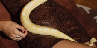 Snake sorprende a una mujer al despertar en su cama image