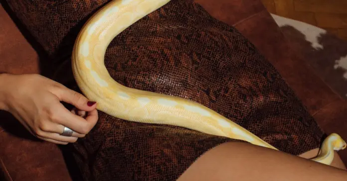 Snake en una cama y el susto que nadie olvida Snake en una cama y el susto que nadie olvida image