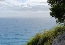 Tiburón blanco mediterráneo y lo que revela en Alicante Tiburón blanco mediterráneo y lo que revela en Alicante image