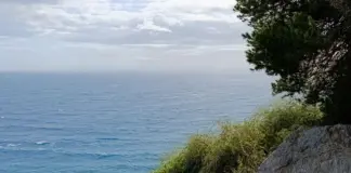 Tiburón blanco mediterráneo y lo que revela en Alicante image