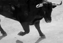 Ganadero toros san roman conmociona Beas de Segura Ganadero toros san roman conmociona Beas de Segura image