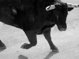 Ganadero toros san roman conmociona Beas de Segura Ganadero toros san roman conmociona Beas de Segura image
