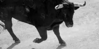 Ganadero toros san roman conmociona Beas de Segura image