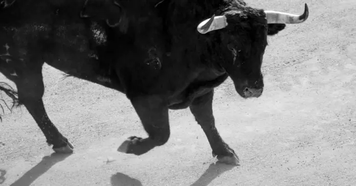 Ganadero toros san roman conmociona Beas de Segura Ganadero toros san roman conmociona Beas de Segura image