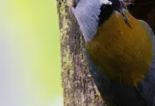 Valle del Tiétar hoy y por qué preocupa tanto image