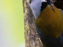 Valle del Tiétar hoy y por qué preocupa tanto image