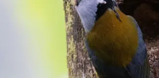 Valle del Tiétar hoy y por qué preocupa tanto image