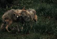 warner y Coyote vs Acme recuperan el pulso del cine warner y Coyote vs Acme recuperan el pulso del cine image