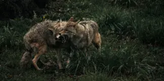 warner y Coyote vs Acme recuperan el pulso del cine image