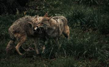warner y Coyote vs Acme recuperan el pulso del cine image