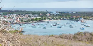 Ecuador y Curazao firman un empate que lo cambia todo image
