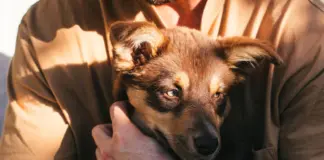 Pablo Alborán presenta a su cachorro Siro image