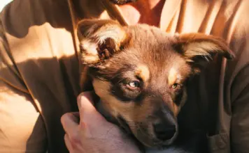 Pablo Alborán presenta a su cachorro Siro image