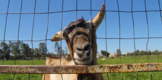 Animal rescate en California desata una investigación image
