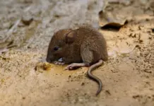 Contagio hantavirus en Catalunya qué se sabe hoy Contagio hantavirus en Catalunya qué se sabe hoy image
