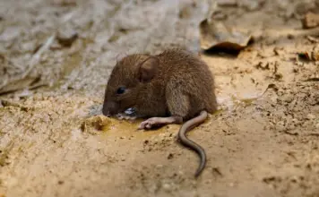Contagio hantavirus en Catalunya qué se sabe hoy image