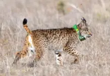 Descubre cómo los radioemisores GPS protegen la fauna en peligro de Castilla-La Mancha
