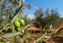 «Revolución en agricultura: tecnología que analiza cada árbol»